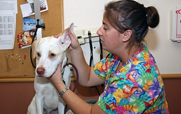 Dog Being Examined